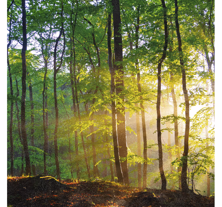 Estor enrollable árboles luz natural en el bosque - TenVinilo
