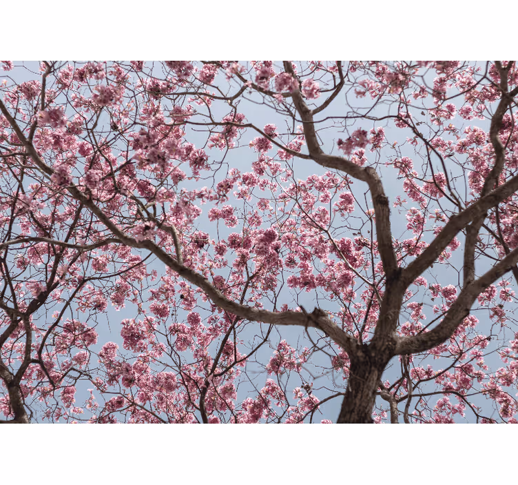 Estor enrollable cocina árbol de flores de cerezo rosa - TenVinilo