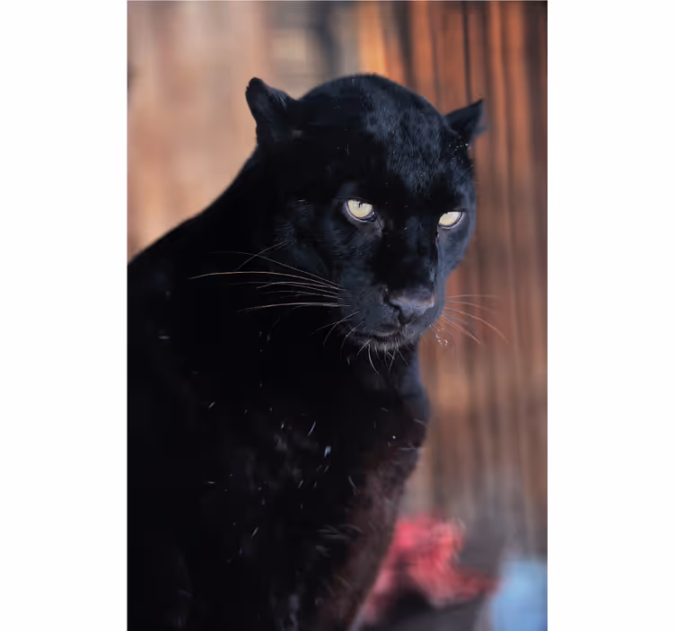 Estor enrollable salón leopardo acechando - TenVinilo