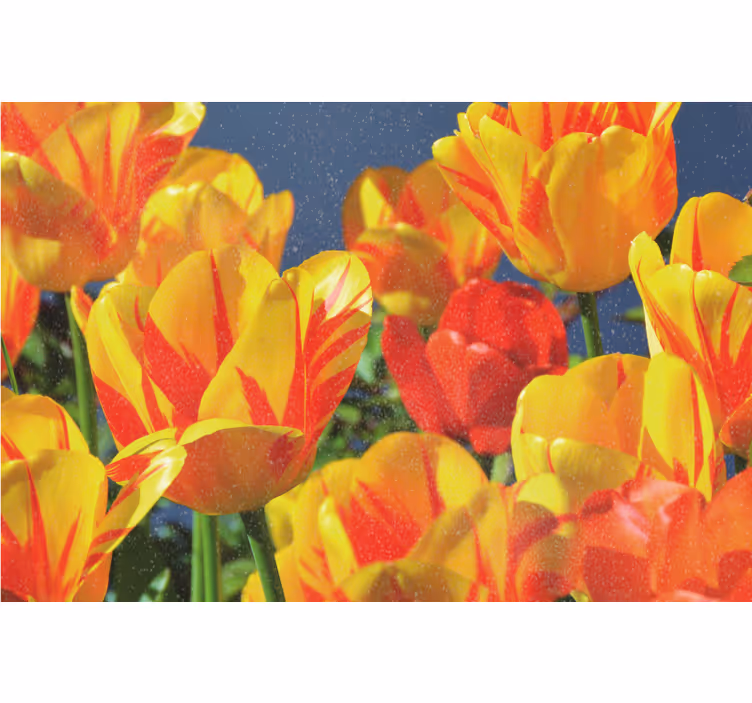 Estor enrollable salón tulipanes rojos y amarillos - TenVinilo