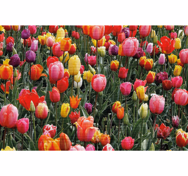 Estor enrollable salón múltiples tulipanes en campo - TenVinilo
