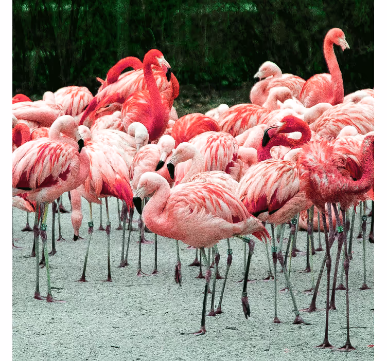 Estor enrollable salón flamencos bonitos en el agua - TenVinilo