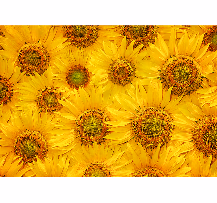 Estor enrollable amarillo girasoles - TenVinilo