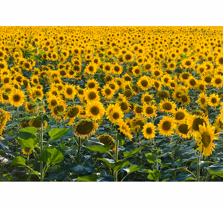 Estor enrollable salón campo de girasoles al atardecer - TenVinilo