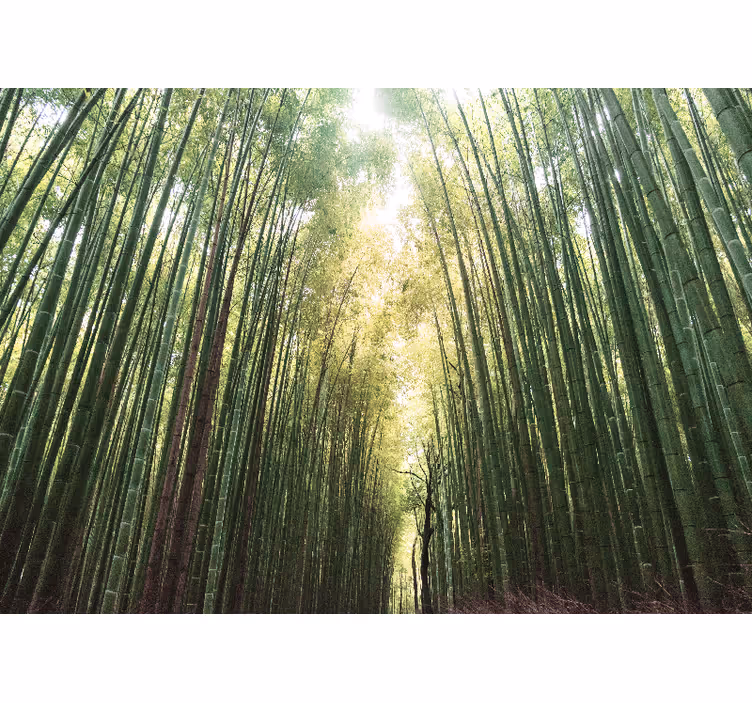 Estor enrollable salón bosque de bambú zen - TenVinilo