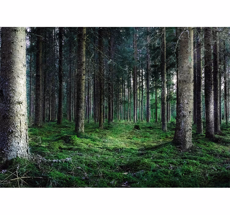 Estor enrollable salón bosque tropical húmedo - TenVinilo