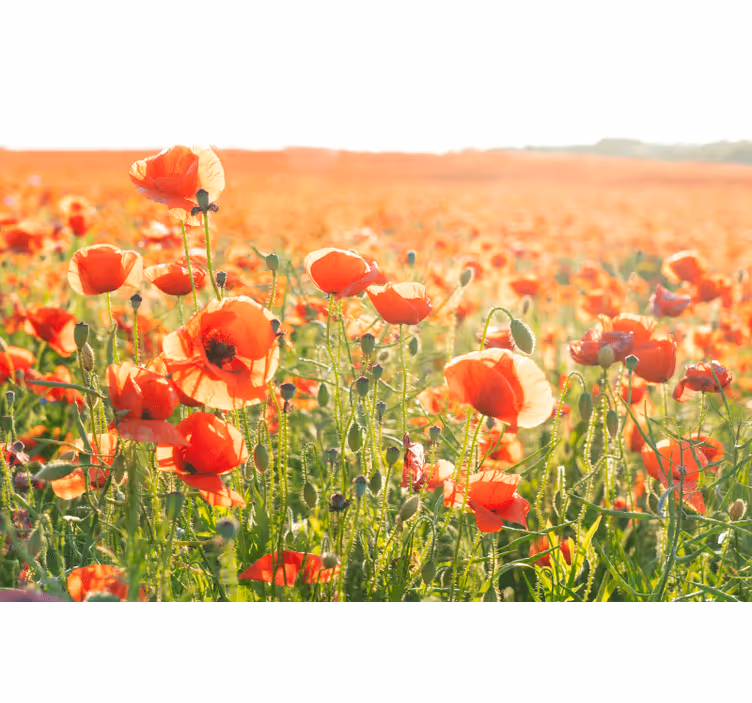 Estor enrollable salón amapolas rojas en campo soleado - TenVinilo