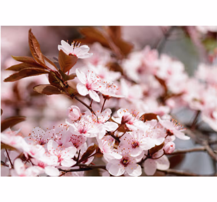 Estor enrollable salón flores de cerezo - TenVinilo