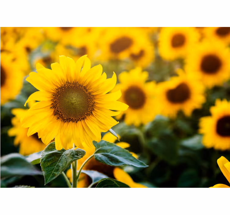 Estor enrollable salón campo de girasoles en primer plano - TenVinilo