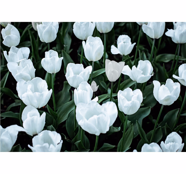Estor enrollable salón tulipanes blancos - TenVinilo