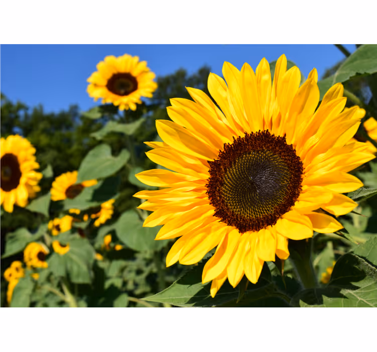 Estor enrollable salón hermoso girasol en primer plano - TenVinilo