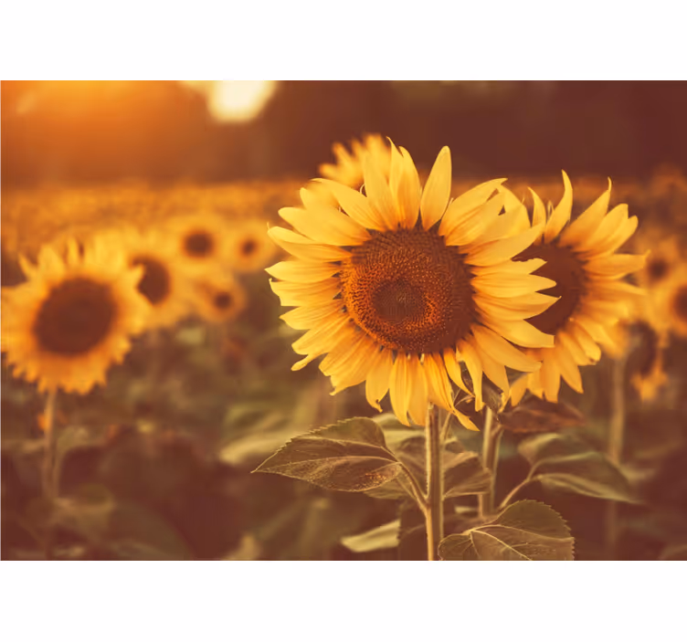 Estor enrollable salón campo de girasoles romántico - TenVinilo