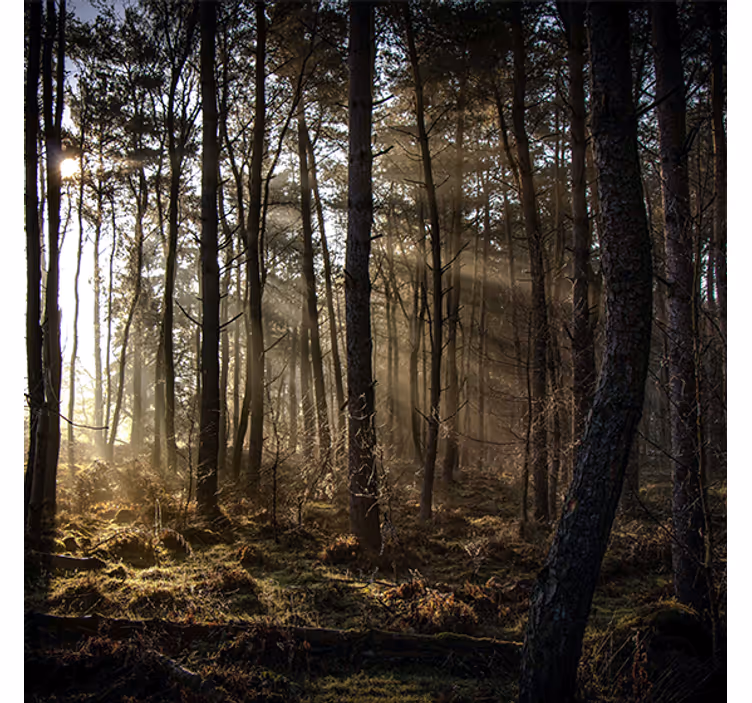 Estor enrollable salón amanecer en el bosque - TenVinilo