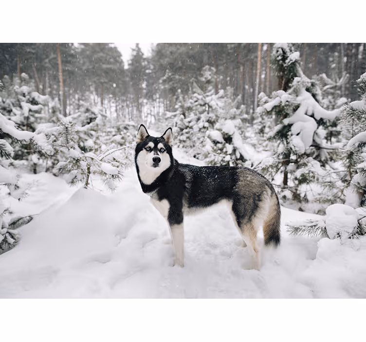 Estor enrollable blanco bosque invernal y perro husky - TenVinilo