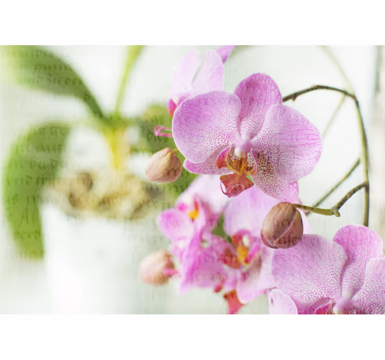 Estor enrollable salón orquídea con texto - TenVinilo