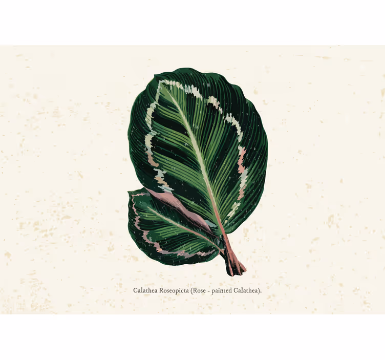 Estor enrollable habitación hojas maranta verde rojo - TenVinilo