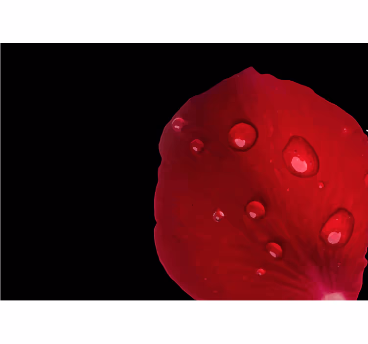Estor enrollable habitación patrón de rosas rojas con gotas - TenVinilo
