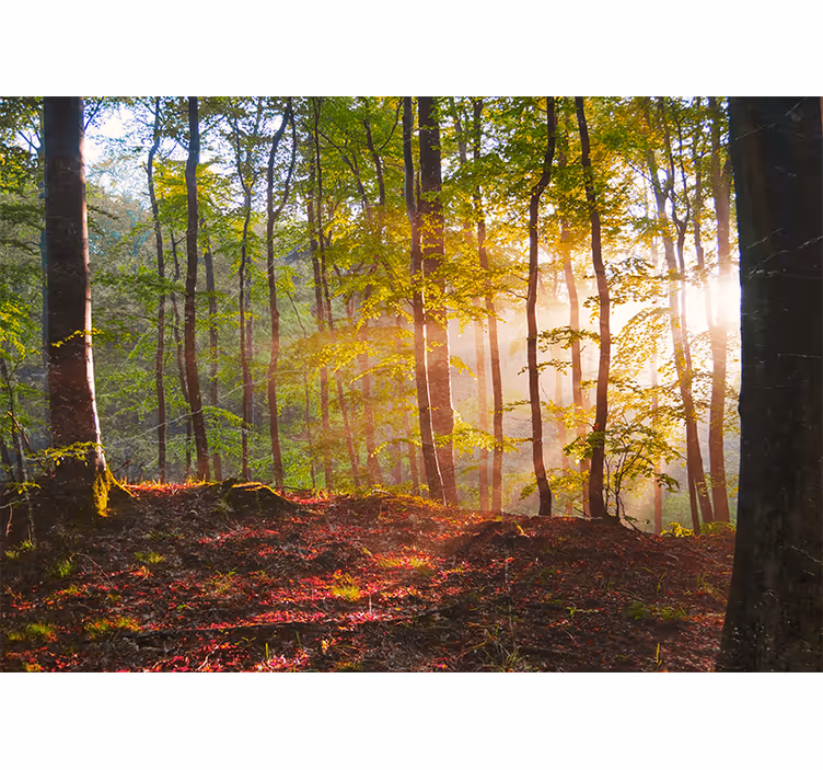 Estor enrollable habitación amanecer hermoso en el bosque - TenVinilo