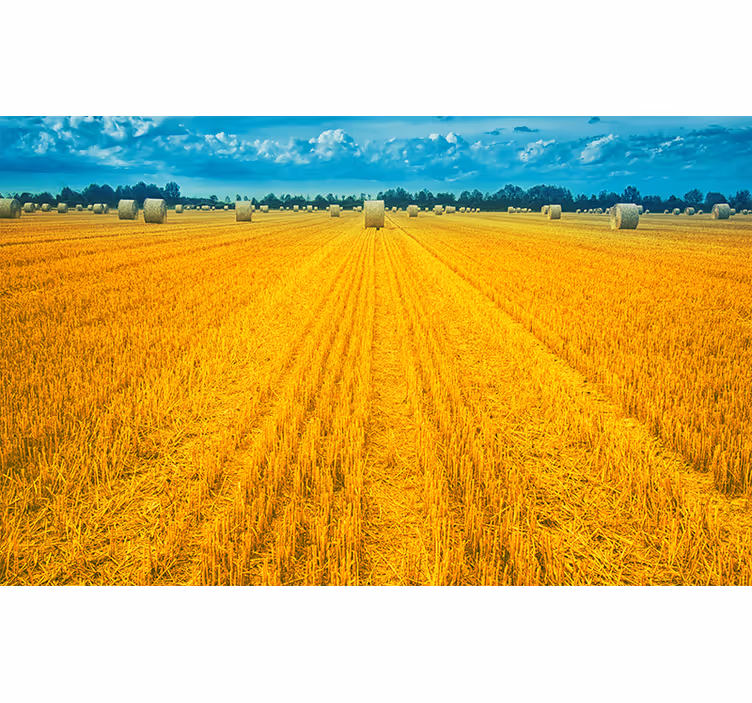 Estor enrollable habitación campo polaco amarillo - TenVinilo