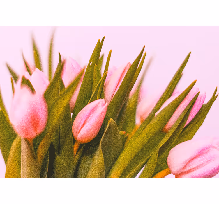 Estor enrollable habitación tulipanes sobre fondo rosa - TenVinilo
