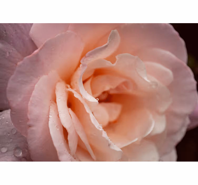 Estor enrollable habitación estilo elegante gotas rosas - TenVinilo