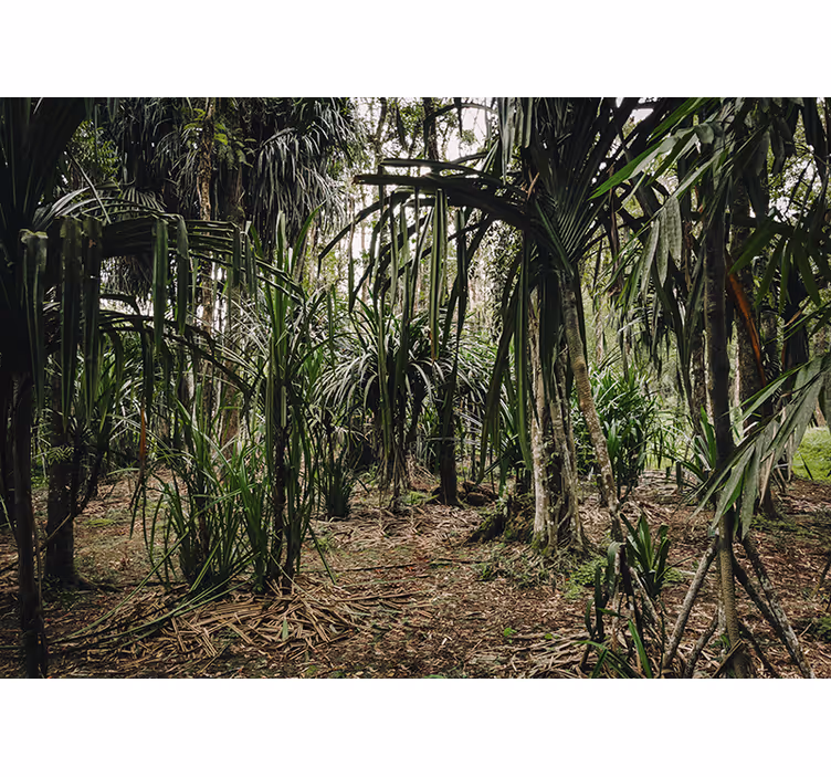 Estor enrollable habitación bosque tropical profundo - TenVinilo