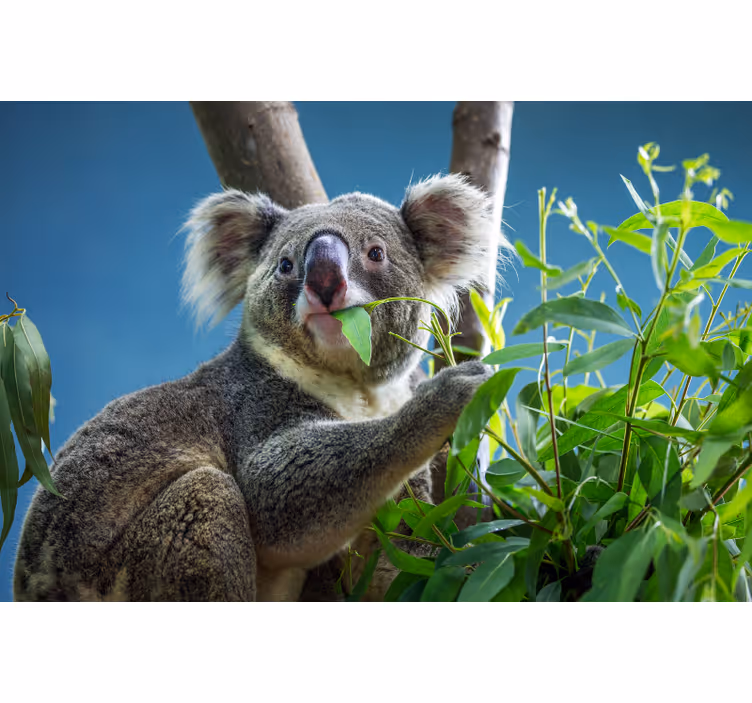 Estor enrollable habitación ositos koala adorables - TenVinilo