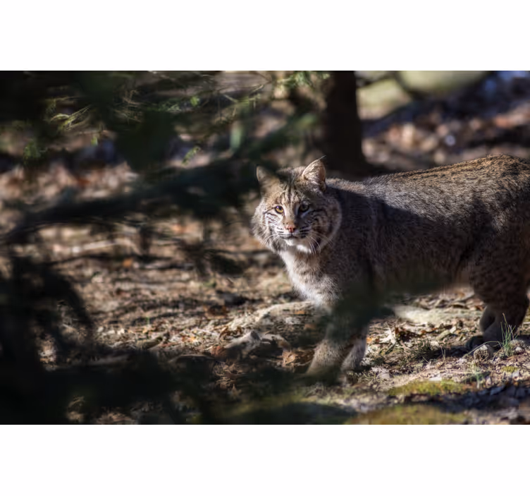 Estor enrollable habitación gato salvaje - TenVinilo