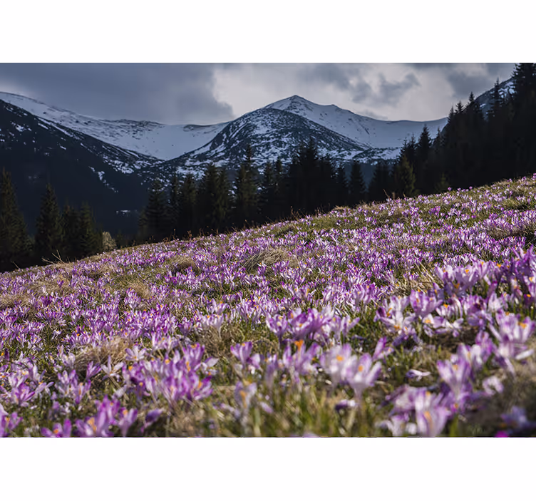 Estor enrollable habitación pradera de crocus hermosa - TenVinilo