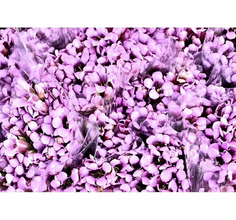 Estor enrollable habitación pradera de crocus morados - TenVinilo