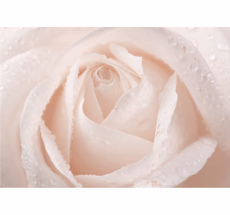Estor enrollable blanco rosa blanca hermosa - TenVinilo