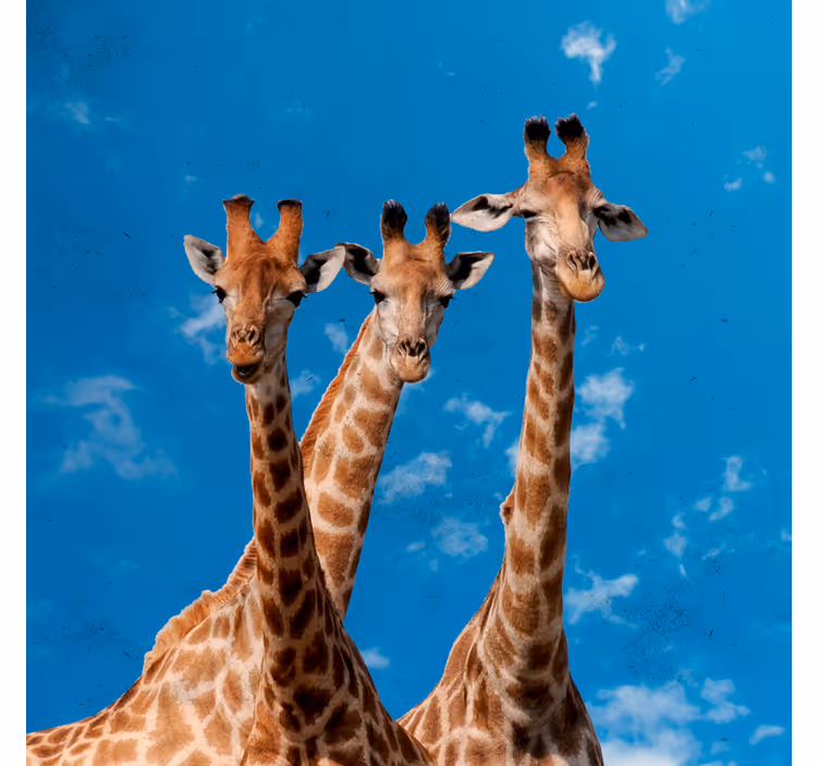 Estor enrollable infantil jirafas y cielo azul - TenVinilo
