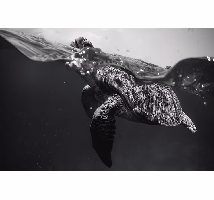 Estor enrollable negro tortuga nadando en monocromo - TenVinilo