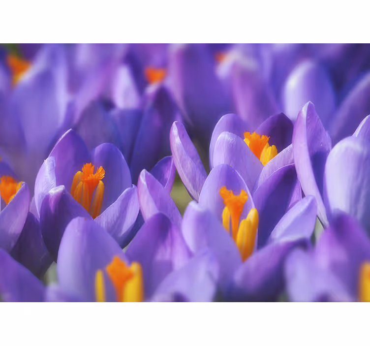 Estor enrollable salón flor de crocus púrpura y naranja - TenVinilo