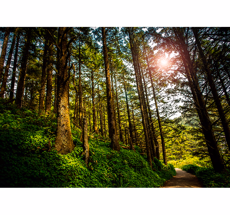 Estor enrollable habitación sendero del bosque soleado - TenVinilo