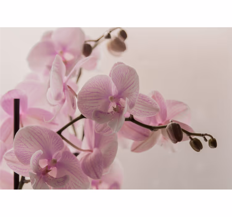 Estor enrollable habitación diseño orquídea - TenVinilo