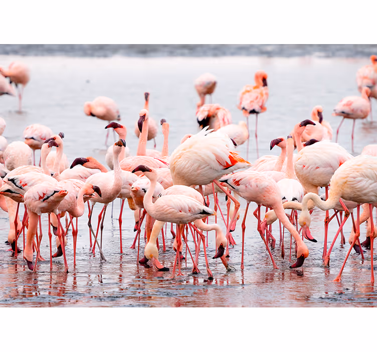 Estor enrollable salón región de camarga con flamencos - TenVinilo