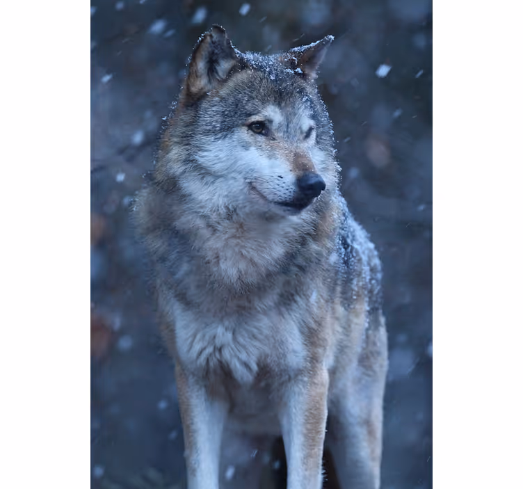 Estor enrollable juvenil lobo en la nieve - TenVinilo