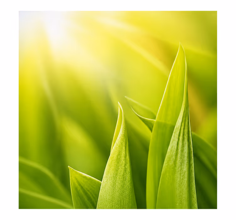 Estor enrollable verde planta soleada - TenVinilo
