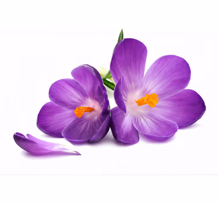 Estor enrollable morado flores recogidas paz - TenVinilo