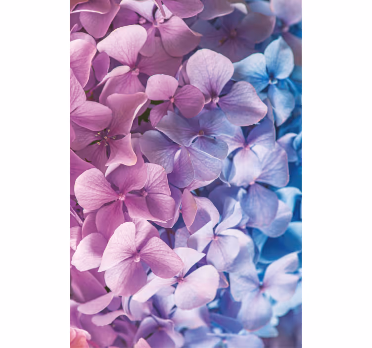 Estores enrollable flores racimo de pétalos de hortensia - TenVinilo