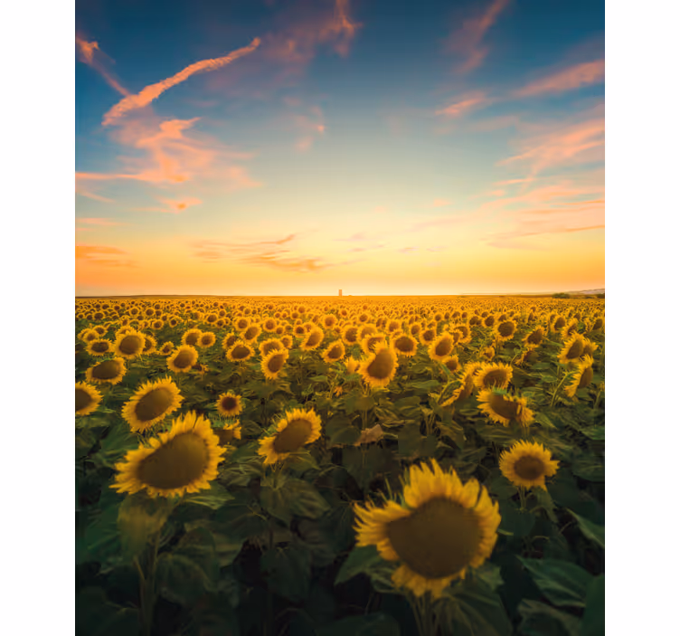 Estores enrollable flores amanecer en el campo de girasoles - TenVinilo