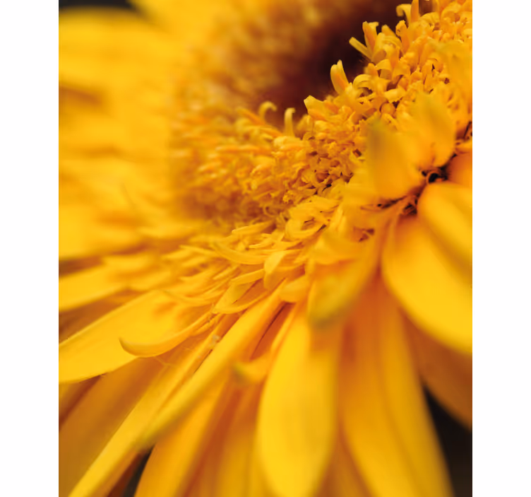 Estor enrollable flores primer plano amarillo - TenVinilo