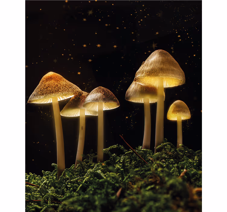 Estor enrollable hongos brillantes en la naturaleza - TenVinilo