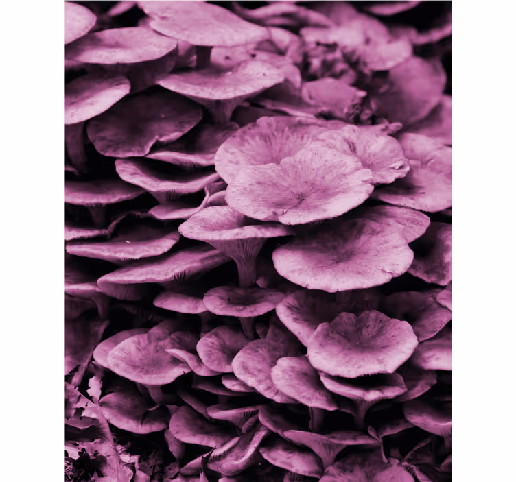 Estores enrollable flores capas florales vibrantes - TenVinilo