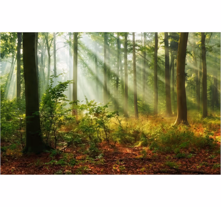 Papel pintado bosque luz natural en el bosque - TenVinilo