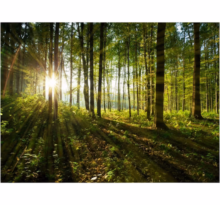 Papel pintado bosque bosques del sol radiante - TenVinilo