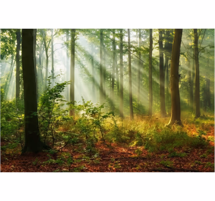 Papel pintado bosque arboleda del mañana soleado - TenVinilo