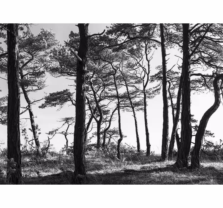 Papel pintado bosque bosque de pinos tinta - TenVinilo