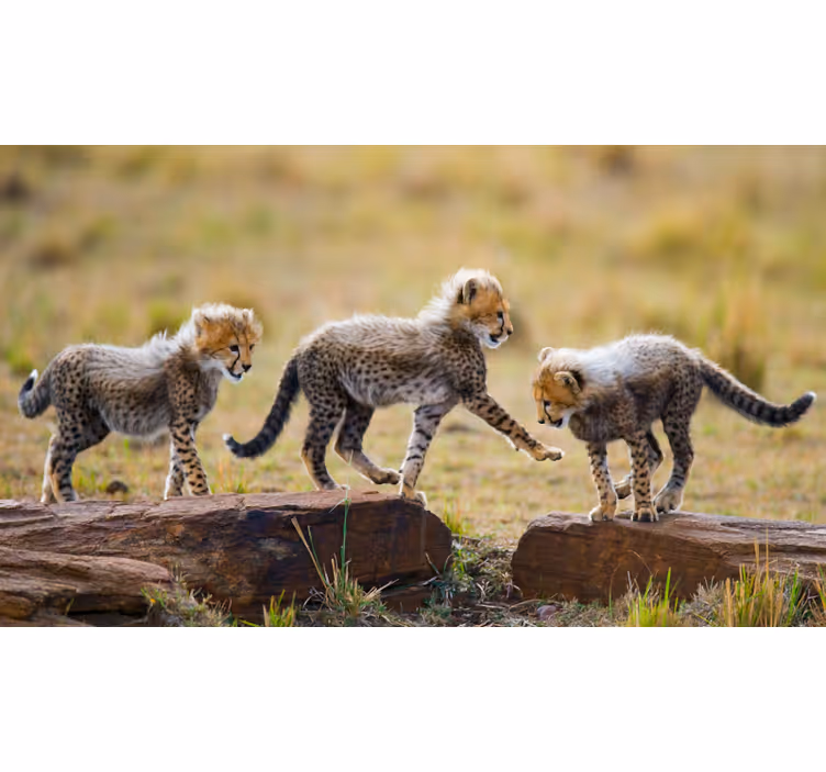 Fotomural africano cachorros de guepardo adorables - TenVinilo